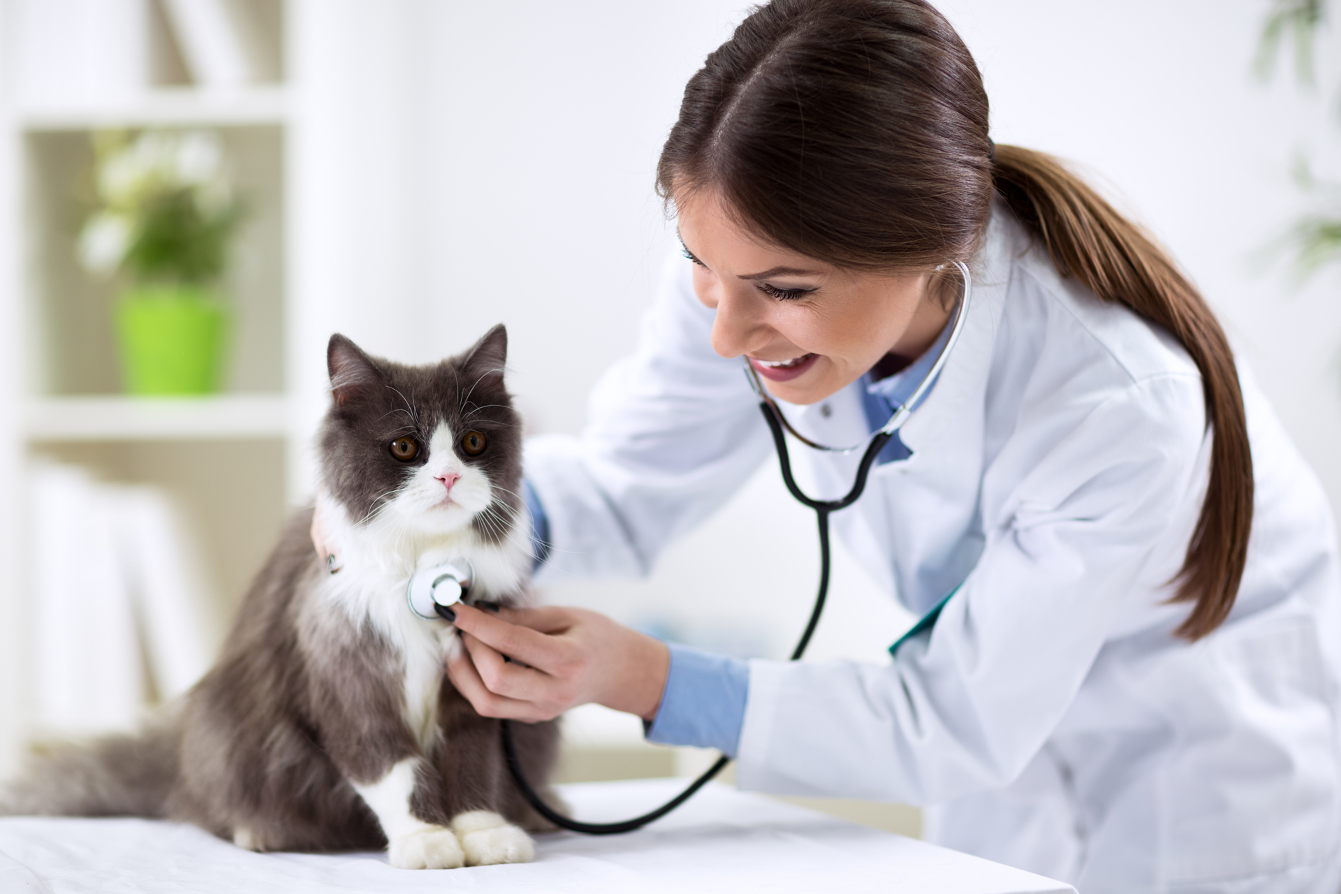 Persian cat with veterinarian doctor at vet clinic