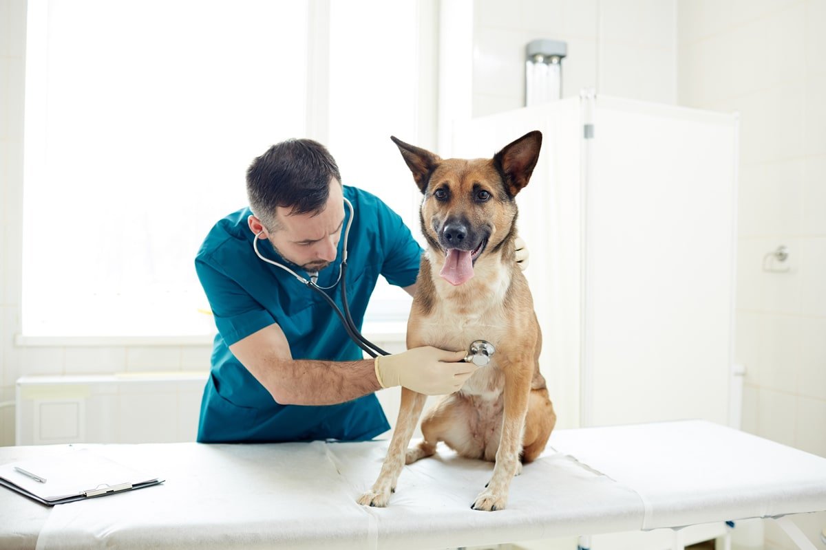 veterinario-2.jpg