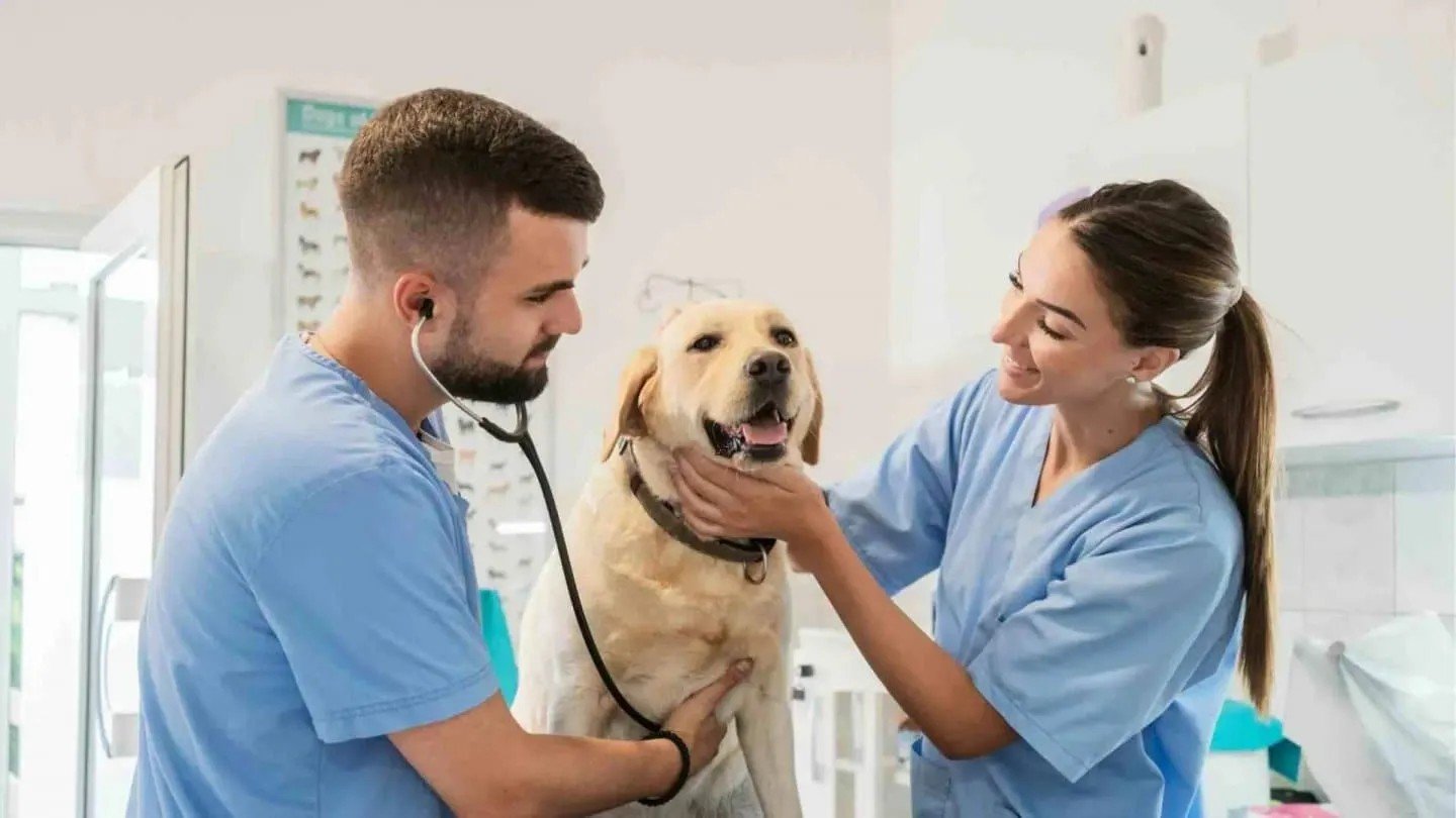 veterinario-5.jpg